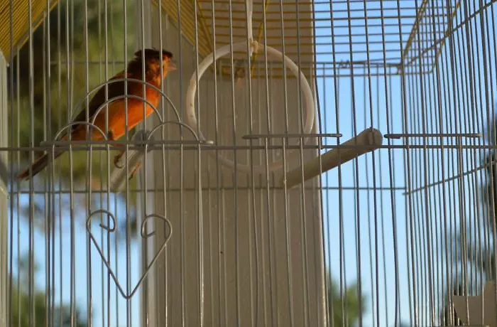 Otel Ylli I Detit Dıraç